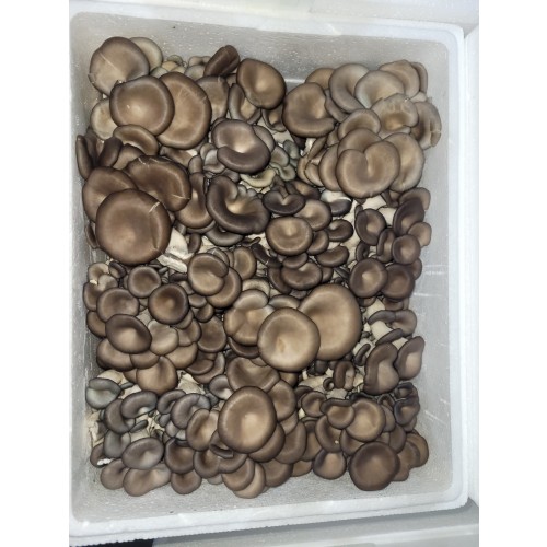 15d30f6845e699dd09b7b7994a53adfe_1675067857_5093.jpg 15d30f6845e699dd09b7b7994a53adfe_1675067857_5093.jpg