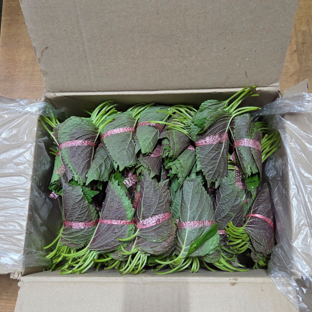 9f9f54dad8d07ab56c0f38c5fa7cc53c_1748240989_6187.jpg 9f9f54dad8d07ab56c0f38c5fa7cc53c_1748240989_6187.jpg