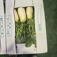 알타리무_벌크5kg_BOX