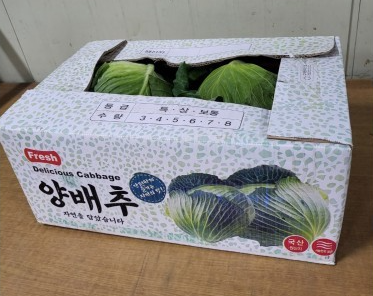 양배추_중_5입