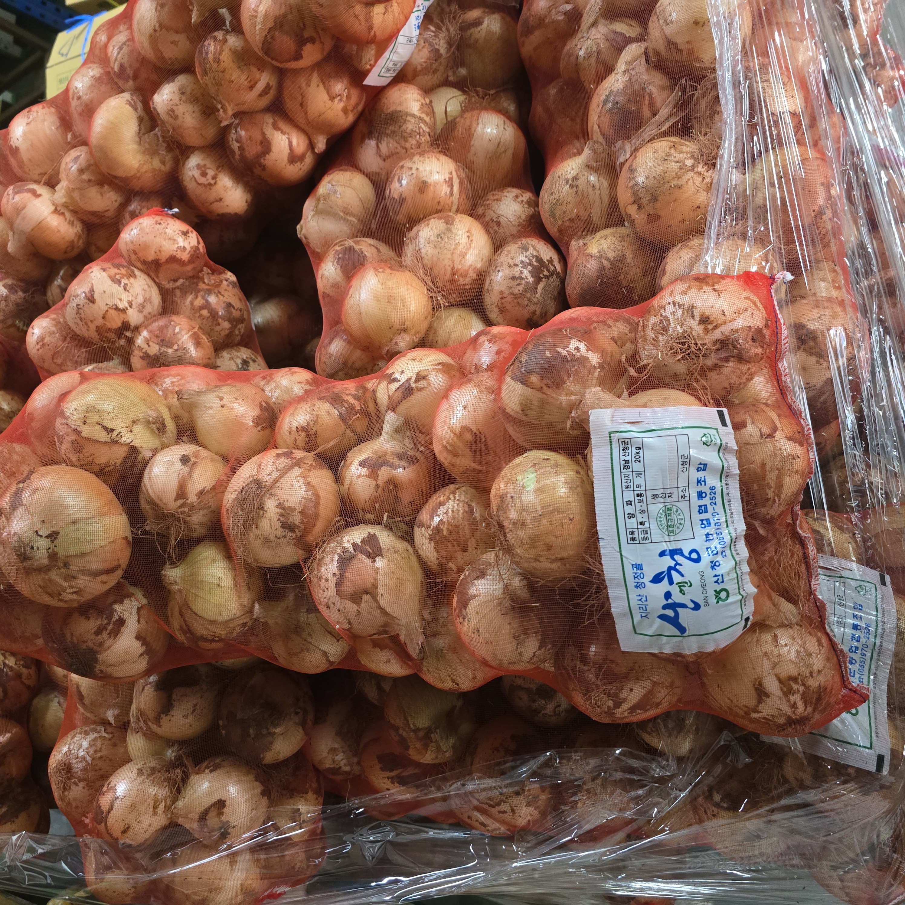 햇양파_특A20kg망