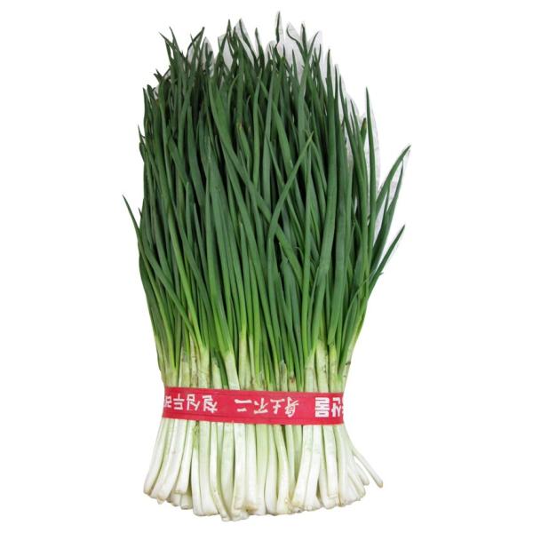 쪽파