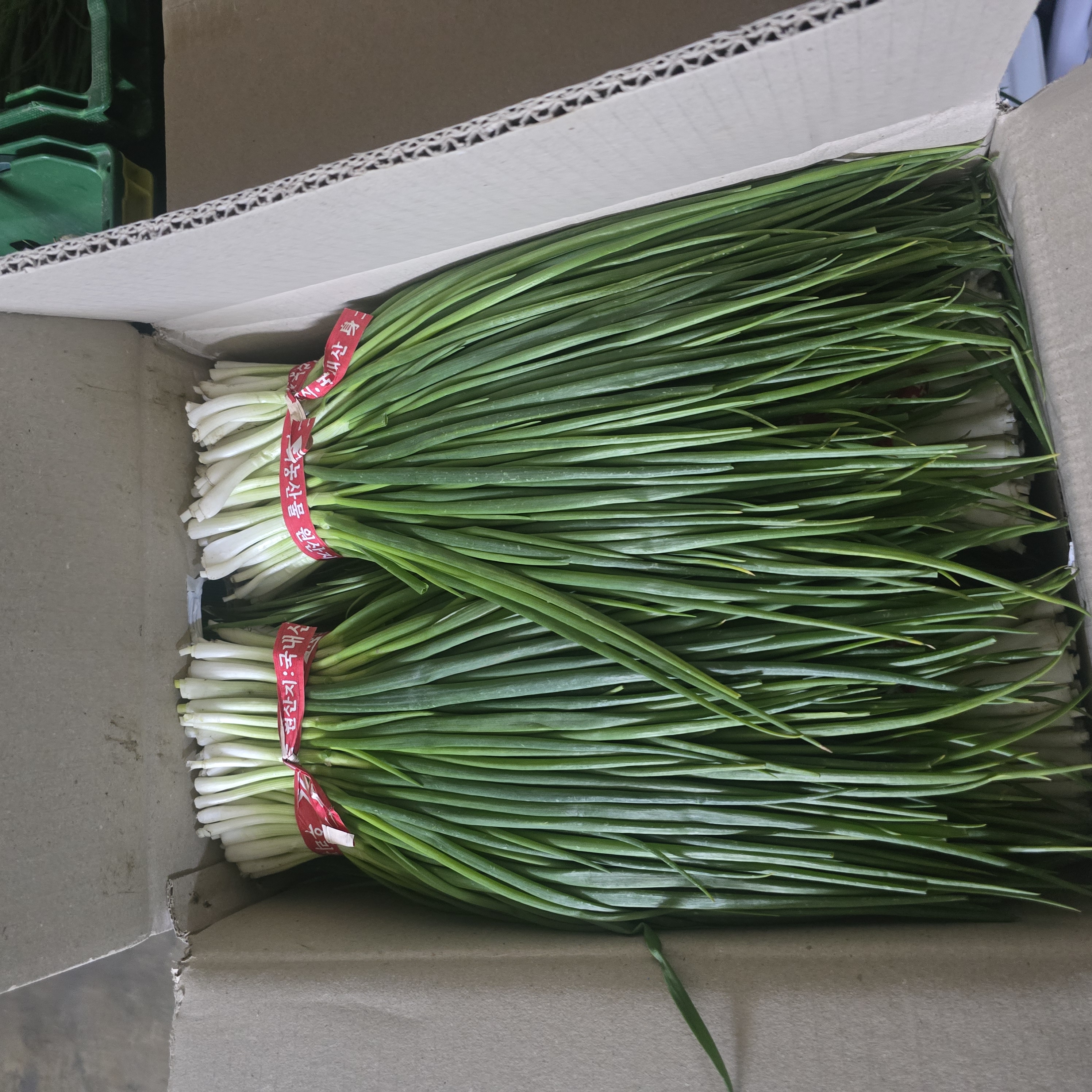 깐쪽파_지방_1kg단