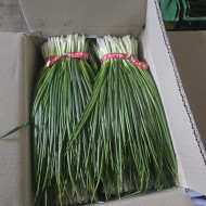 깐쪽파_지방_1kg단