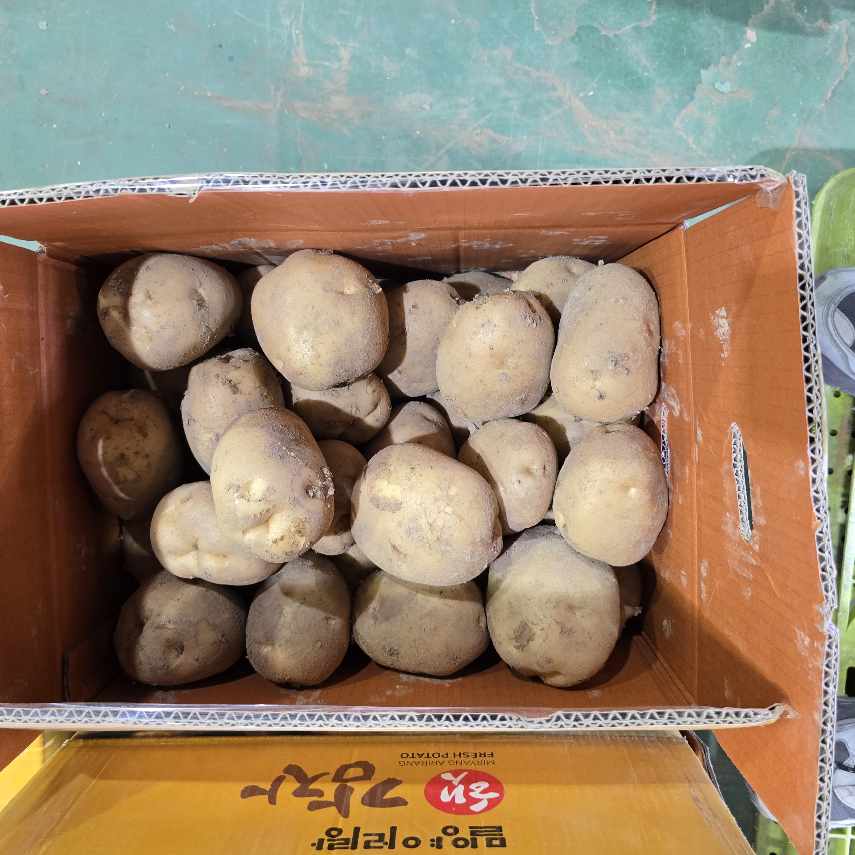 감자왕왕_20kg