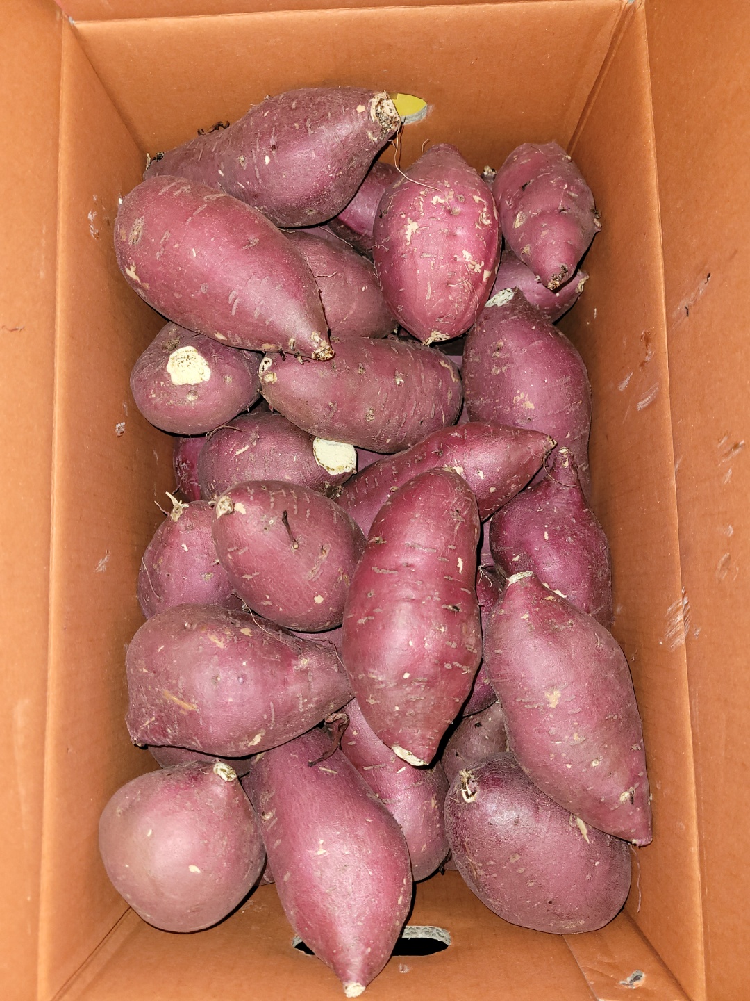 고구마_밤_중_10kg