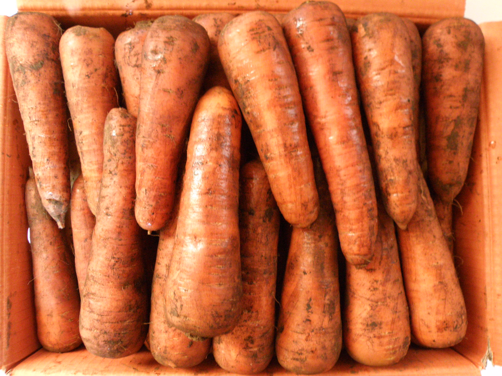 당근_상흙당근_20kg