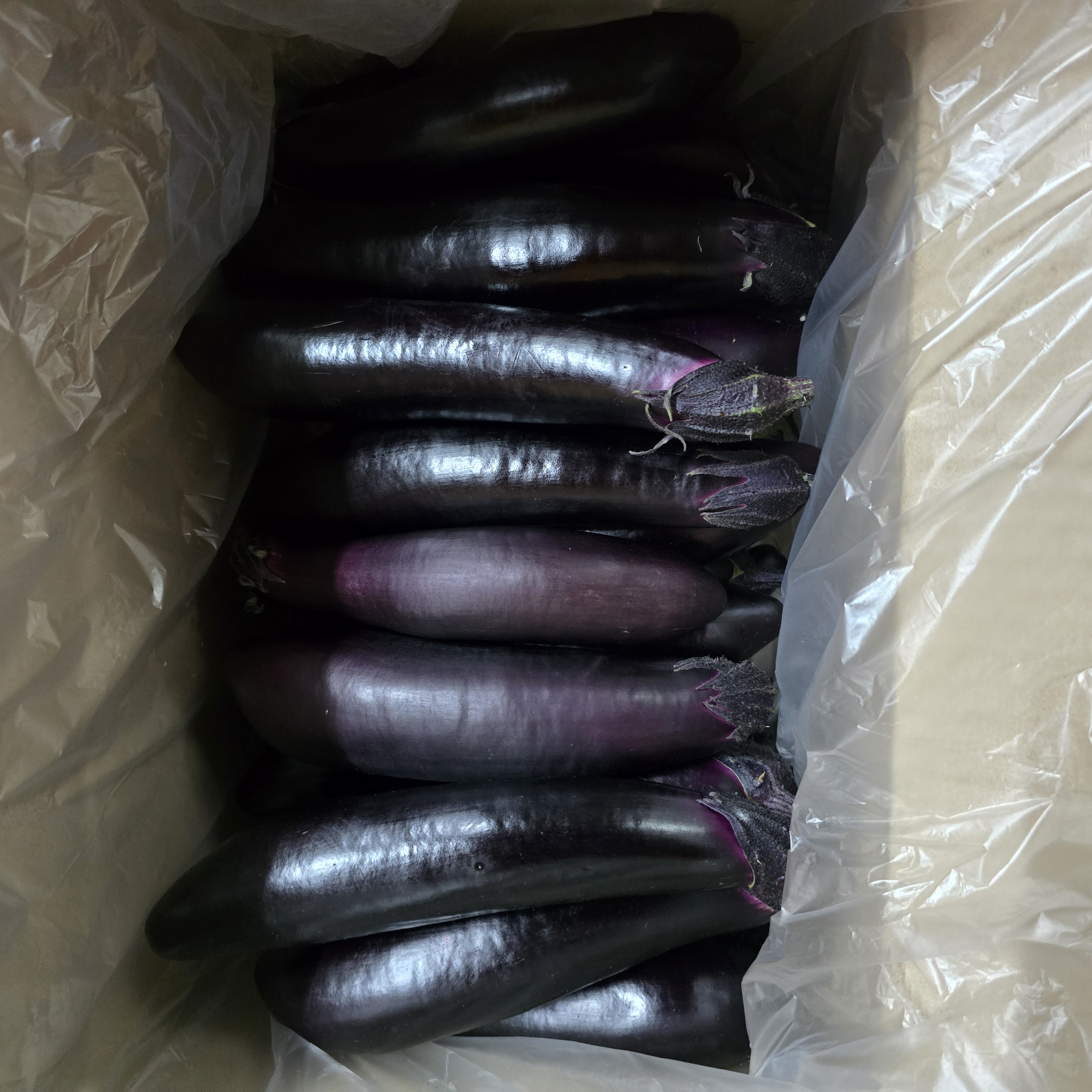 가지(특) (5kg)
