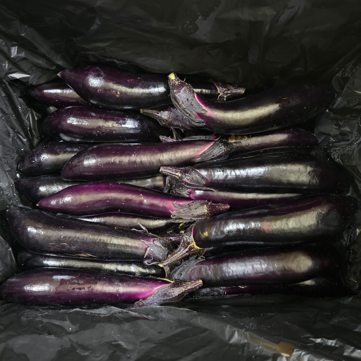 가지_상_5kg