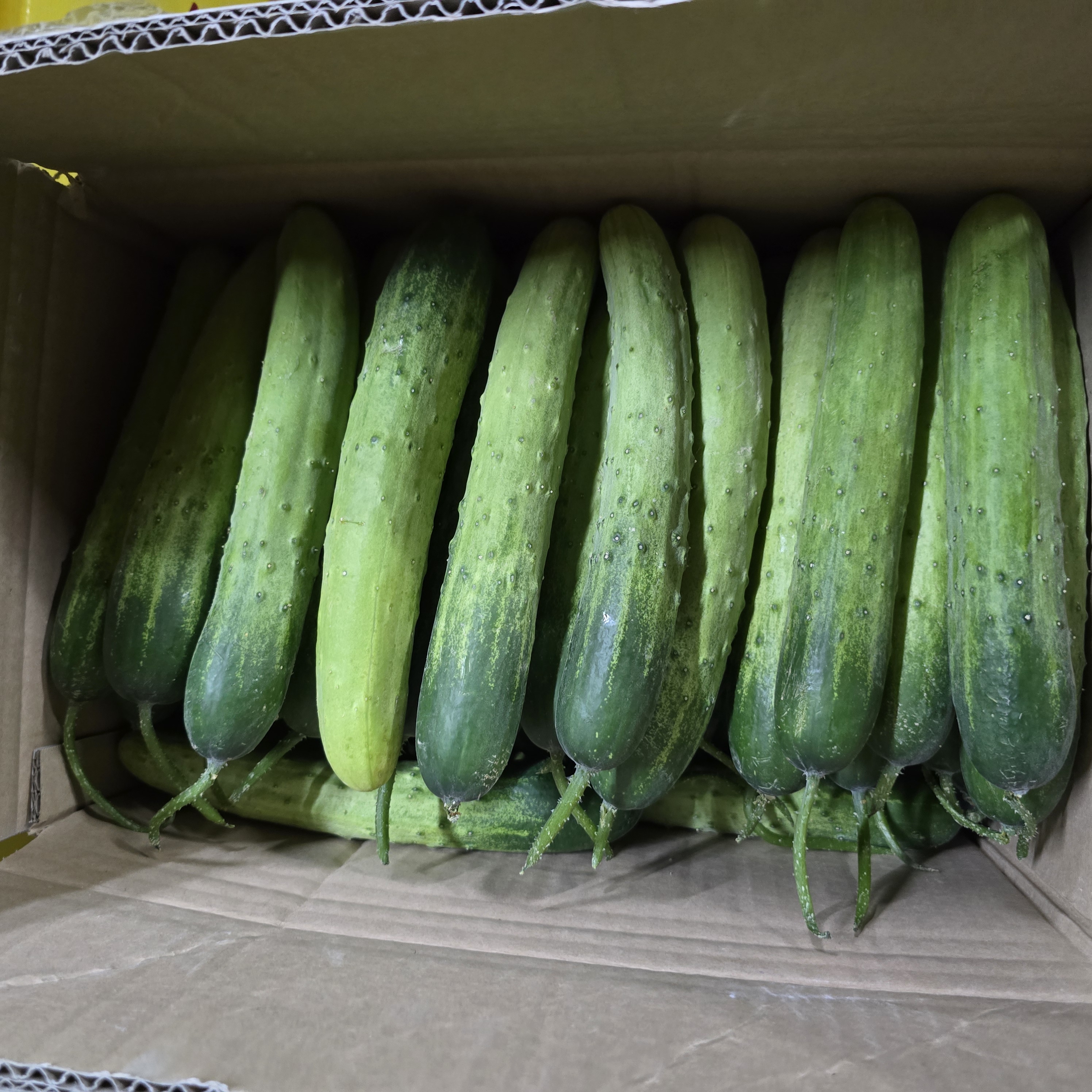 백다다기2_10kg