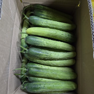 백다다기2_10kg