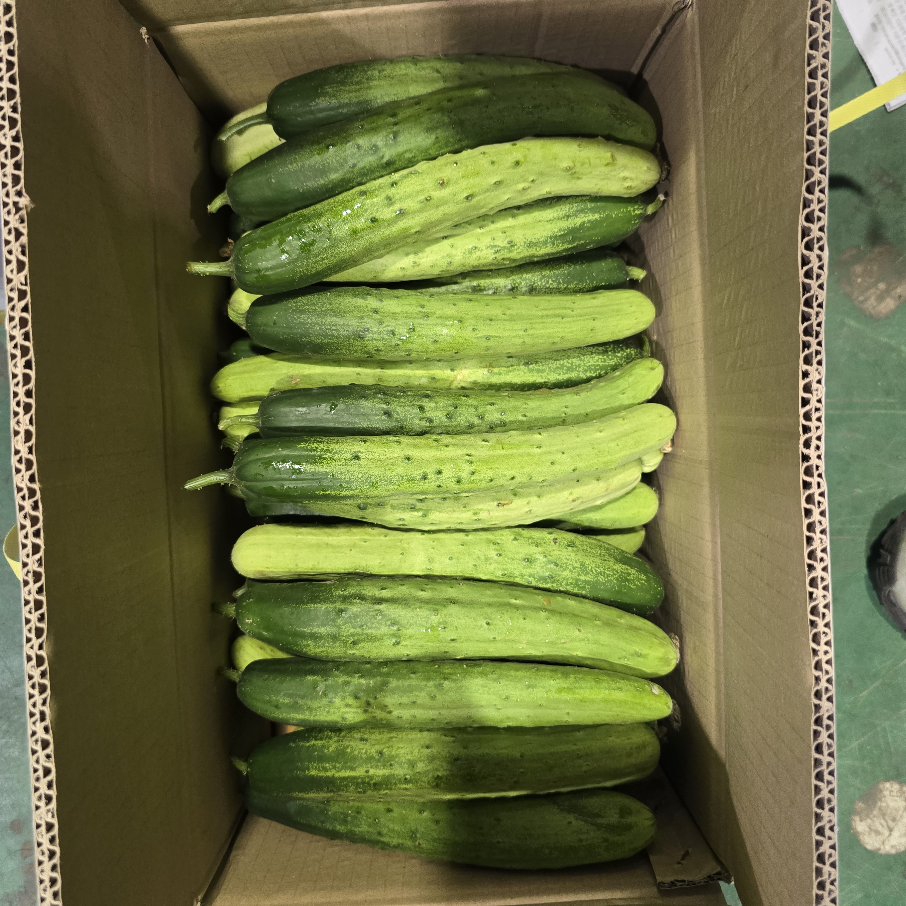 백다다기_상_10kg