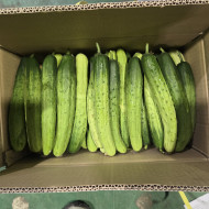 백다다기_상_10kg