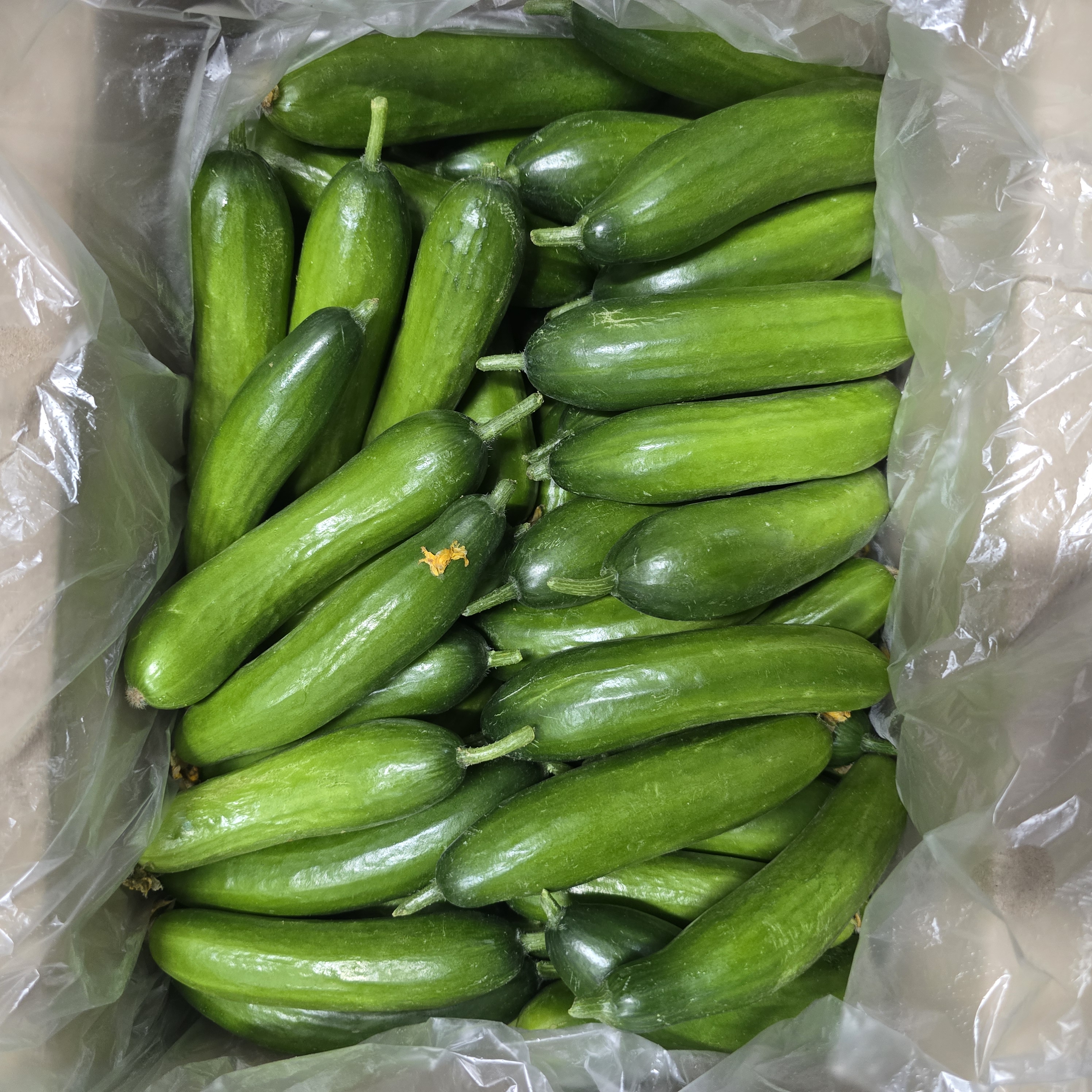 미니오이 5kg