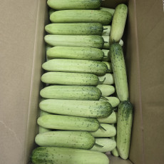 백다다기 상 10개 1봉