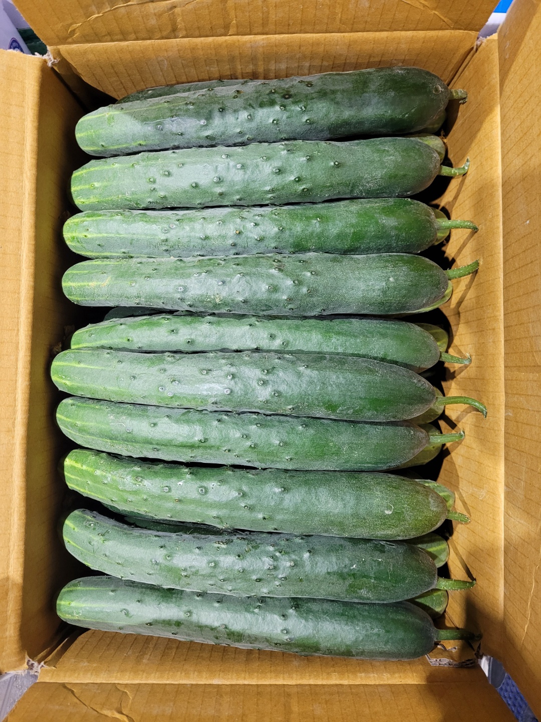 취청오이
