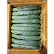 취청오이_특_10kg_BOX