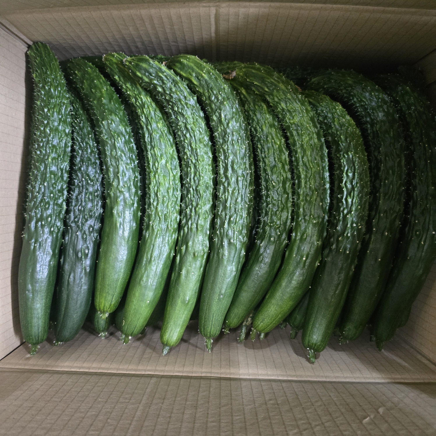 가시 오이/상 (10kg)