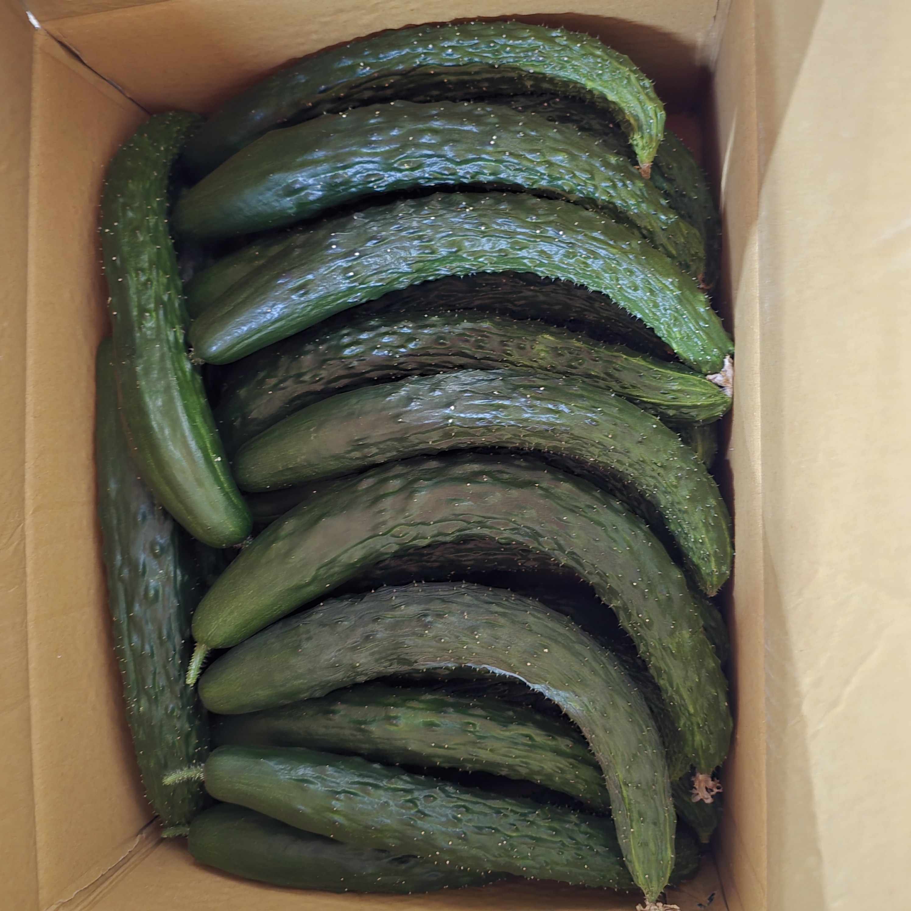 오이_가시오이중_10kg_BOX