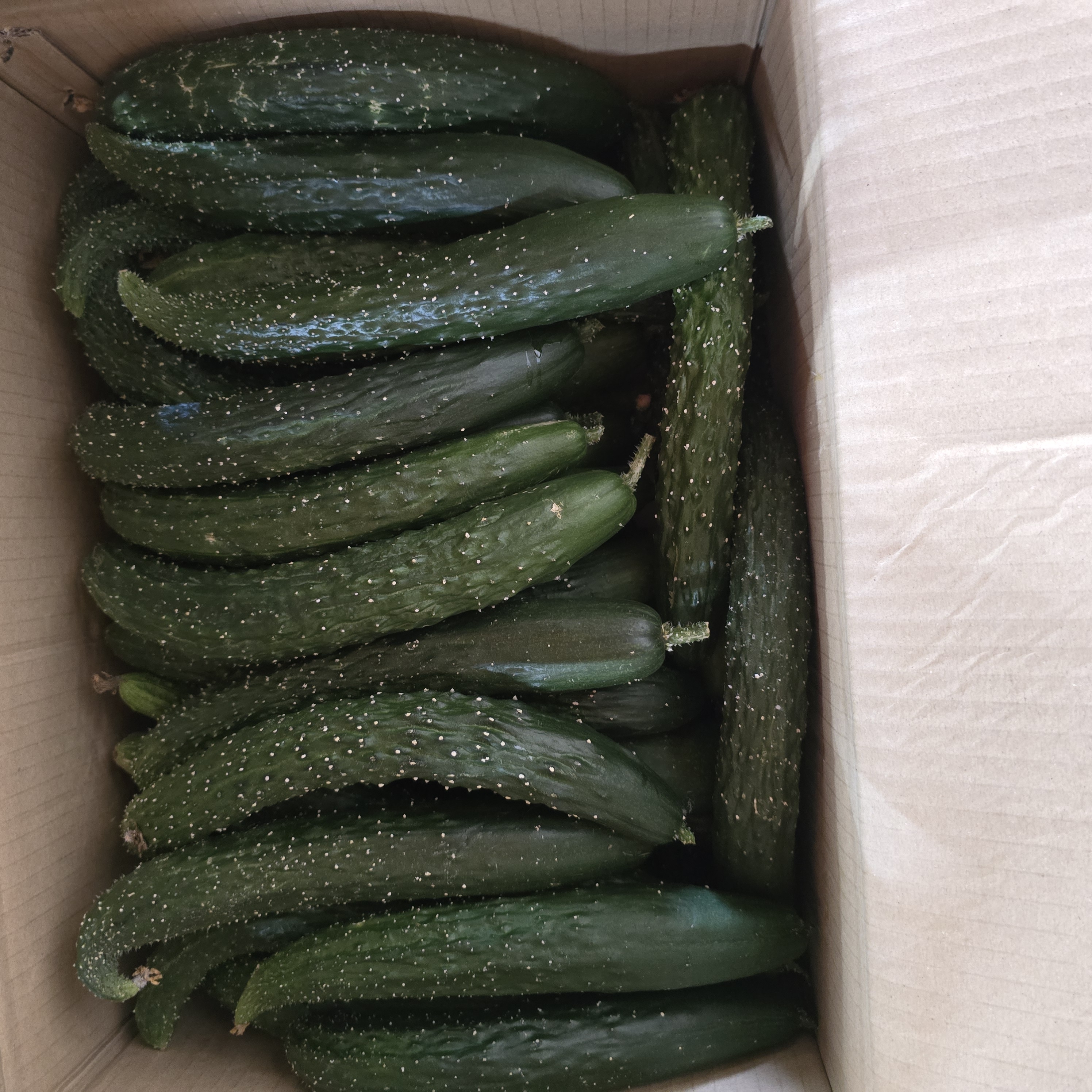 오이_가시오이중_10kg