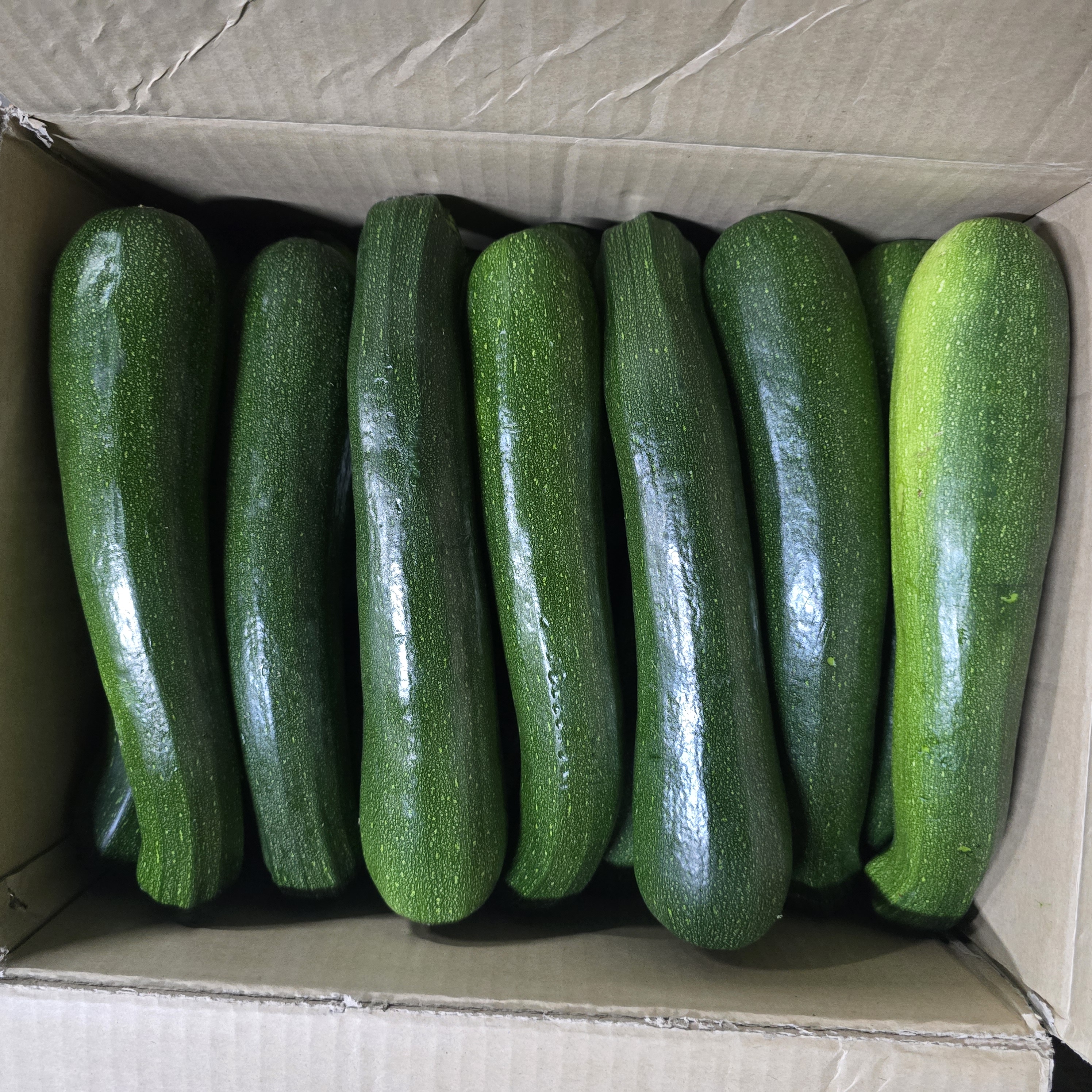 쥬키니호박 /특 (10kg)