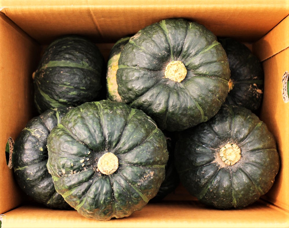 수입단호박10입_10kg