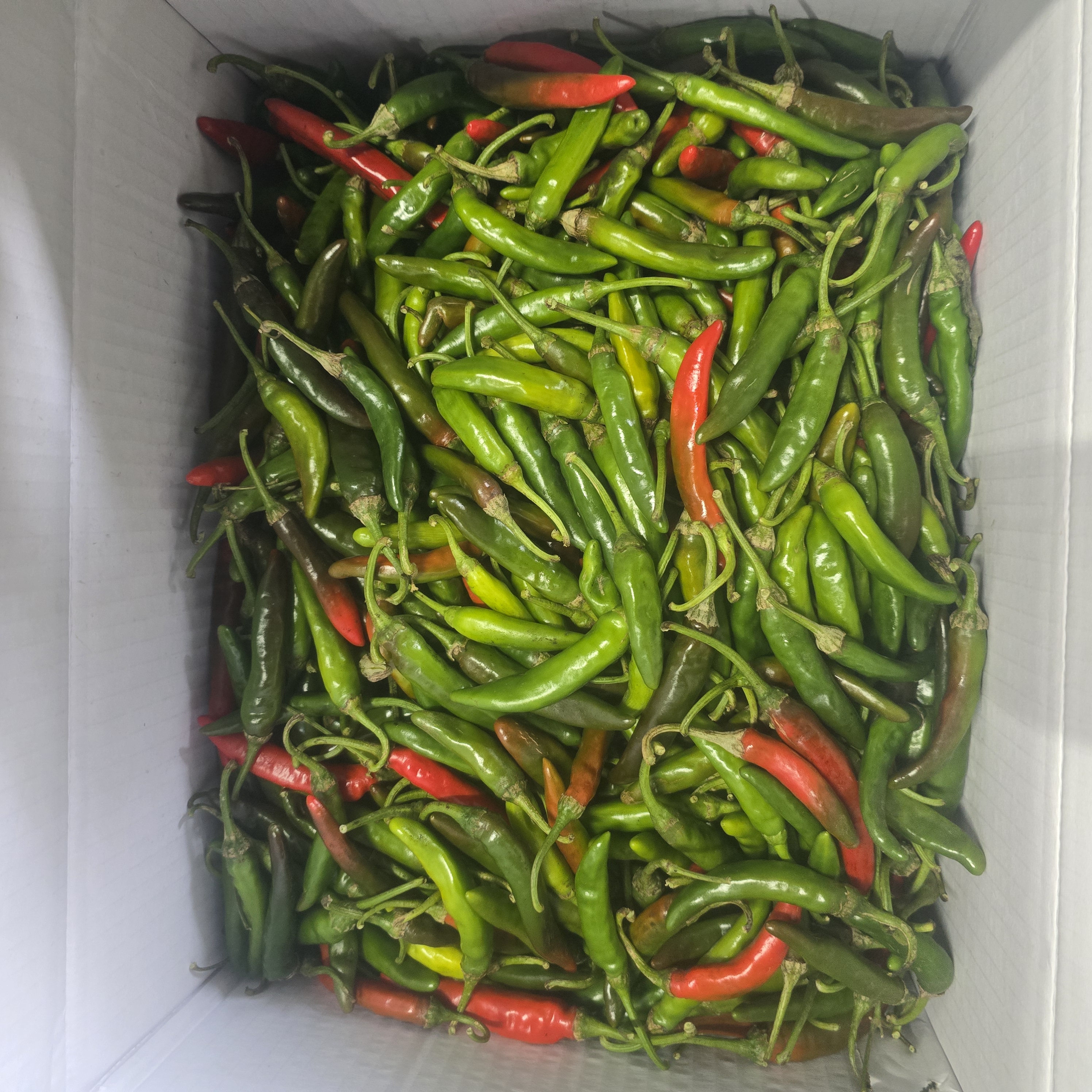 혼합 청양 상 (10kg)