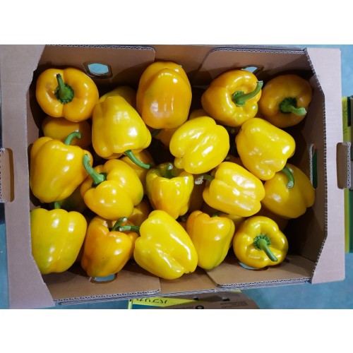 파프리카(노랑)L (5kg)