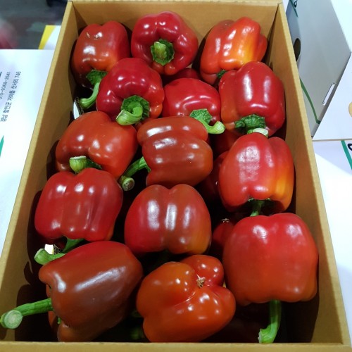 빨강_파프리카상_5kg_BOX