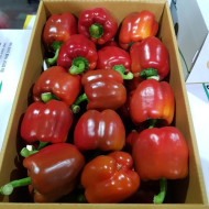 빨강_파프리카상_5kg_BOX