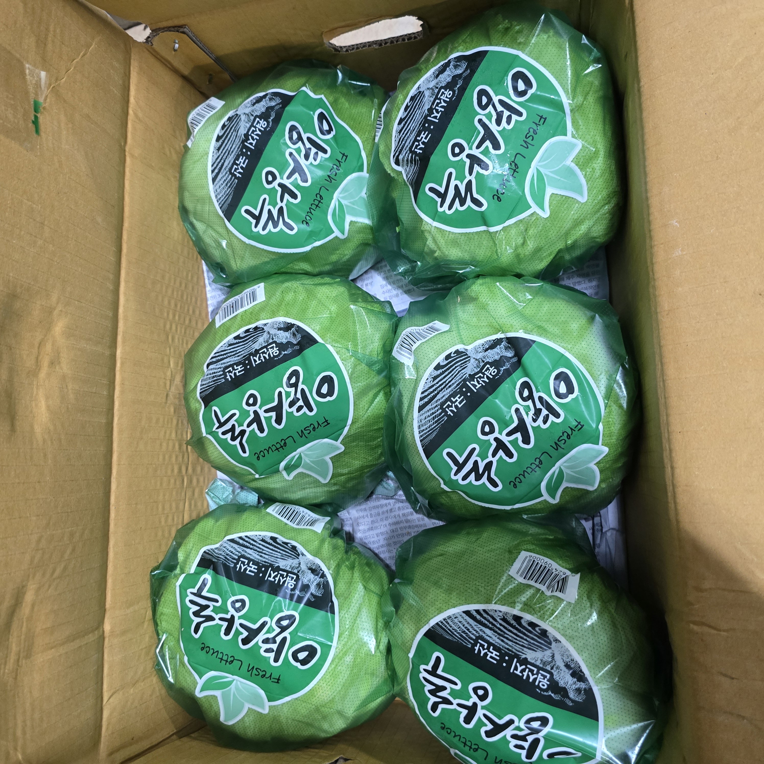 양상추포장_12입