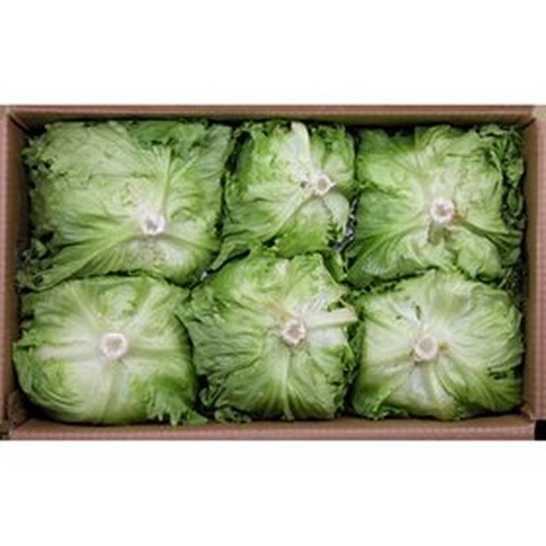 벌크양상추_12입_8kg