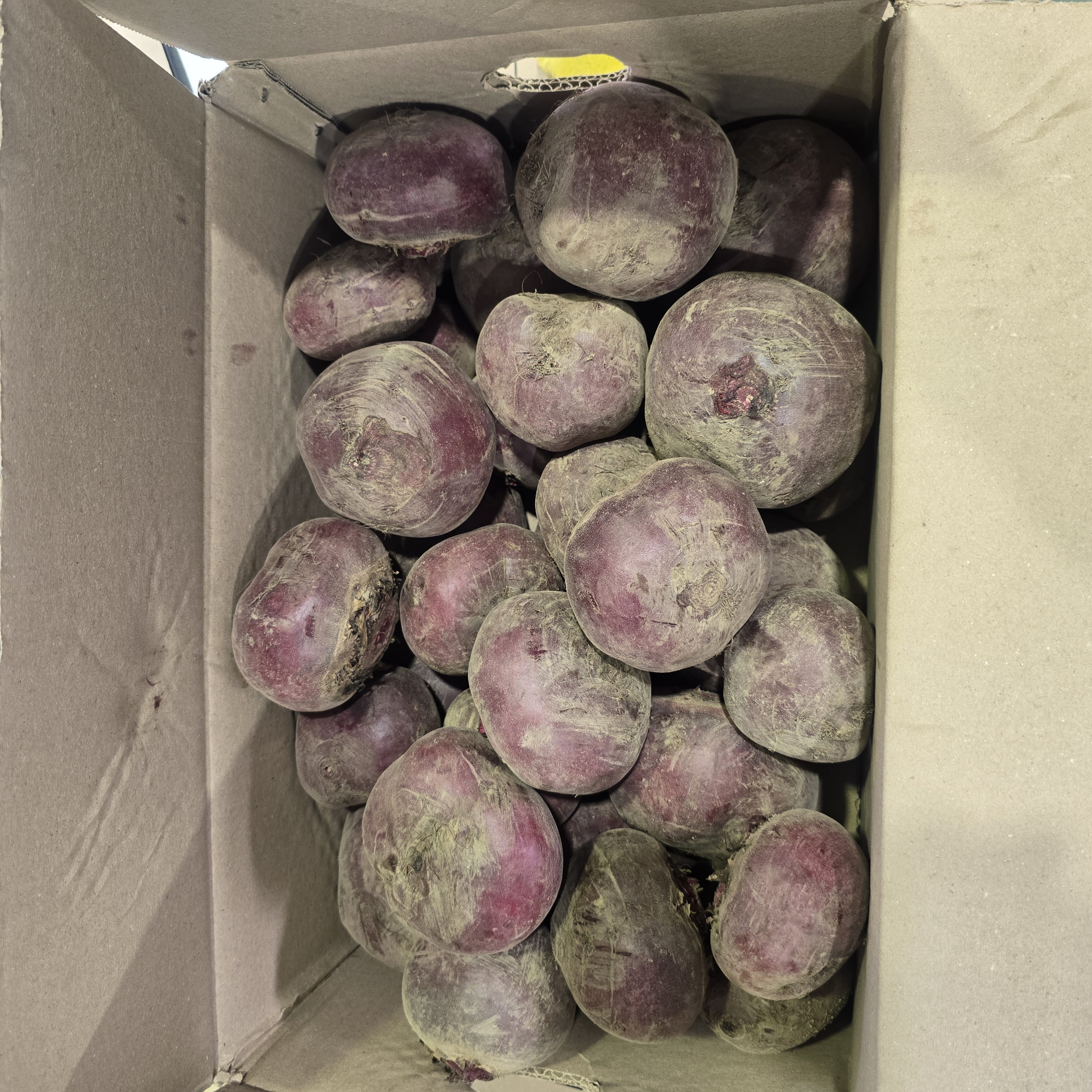 알비트_상_10kg