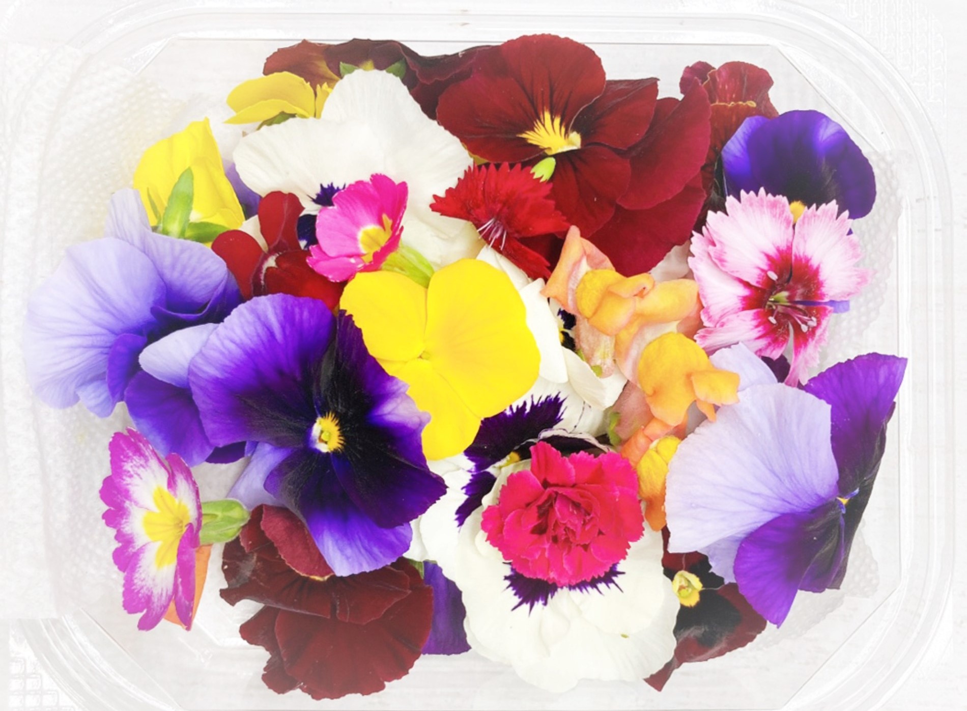 팬지(모듬꽃)(30송이)