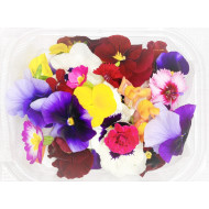 팬지(모듬꽃)(30송이)