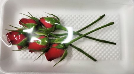 식용꽃(장미)(10g)