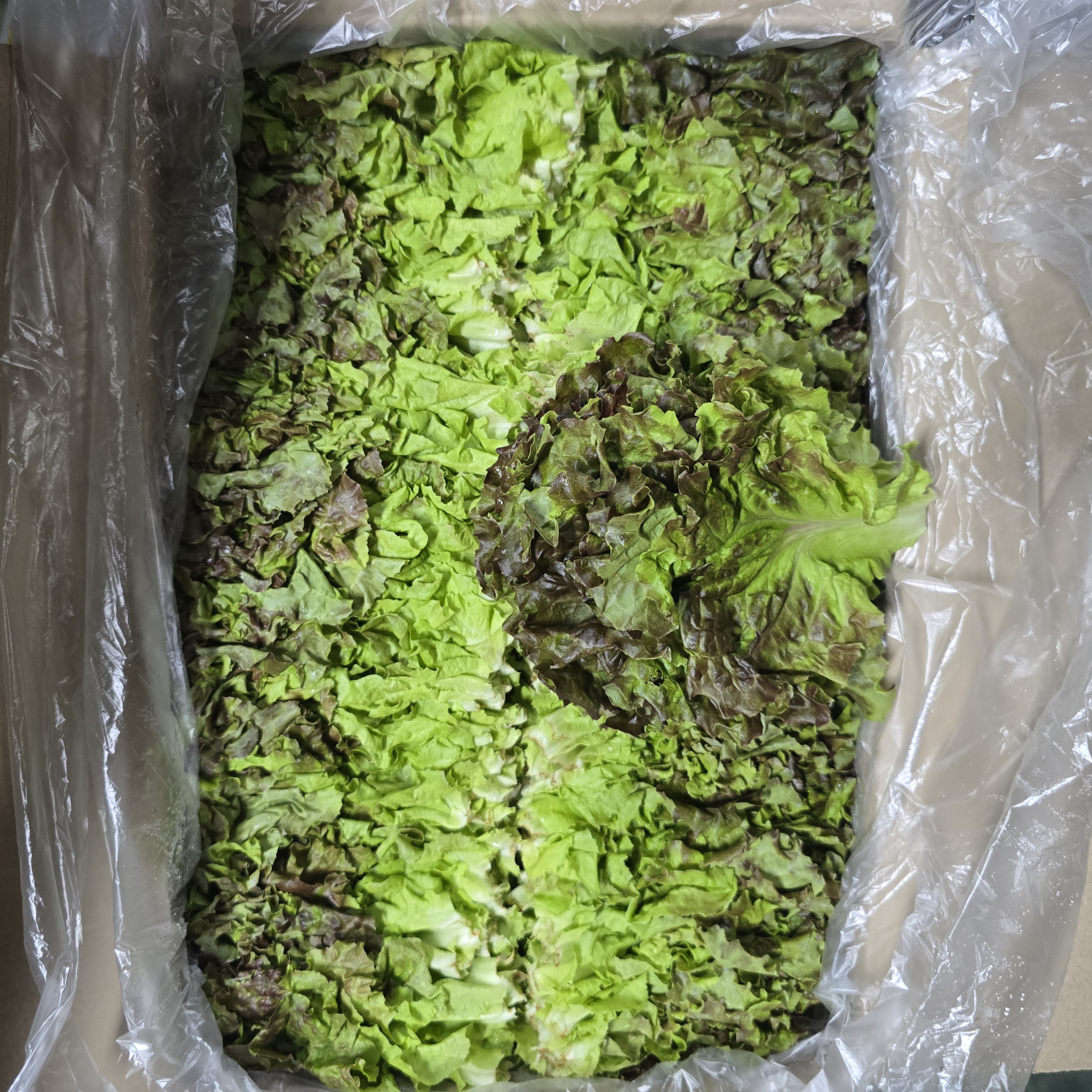 꽃상추(양반찹)(kg)