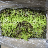 꽃상추(양반찹)(kg)