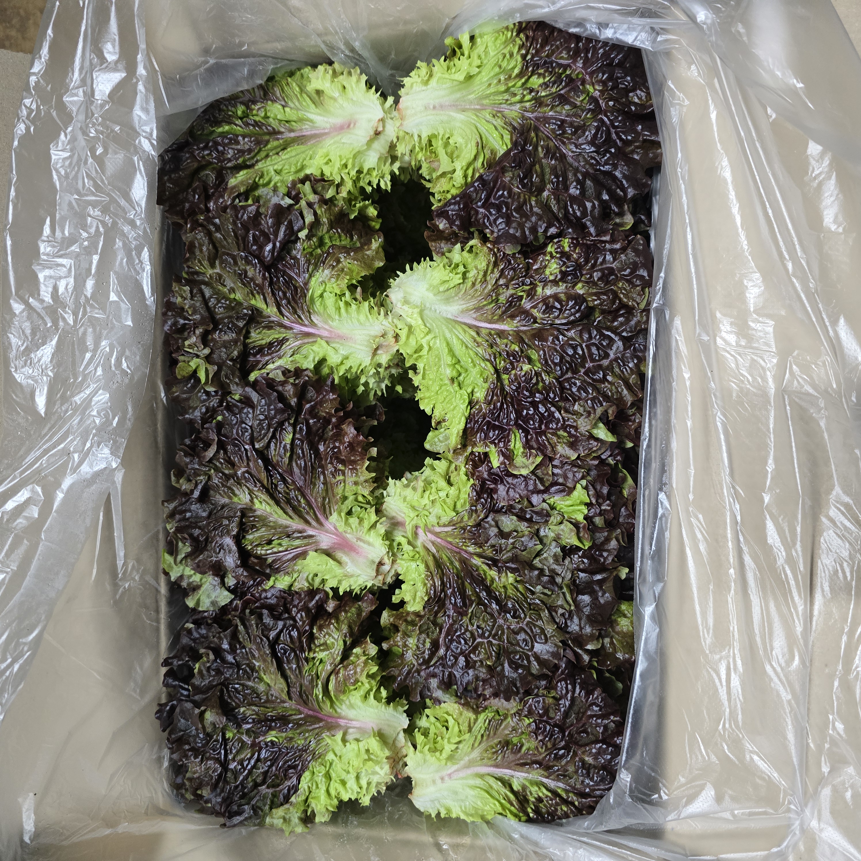 꽃상추2kg(가락)_BOX
