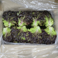 꽃상추2kg(가락)_BOX