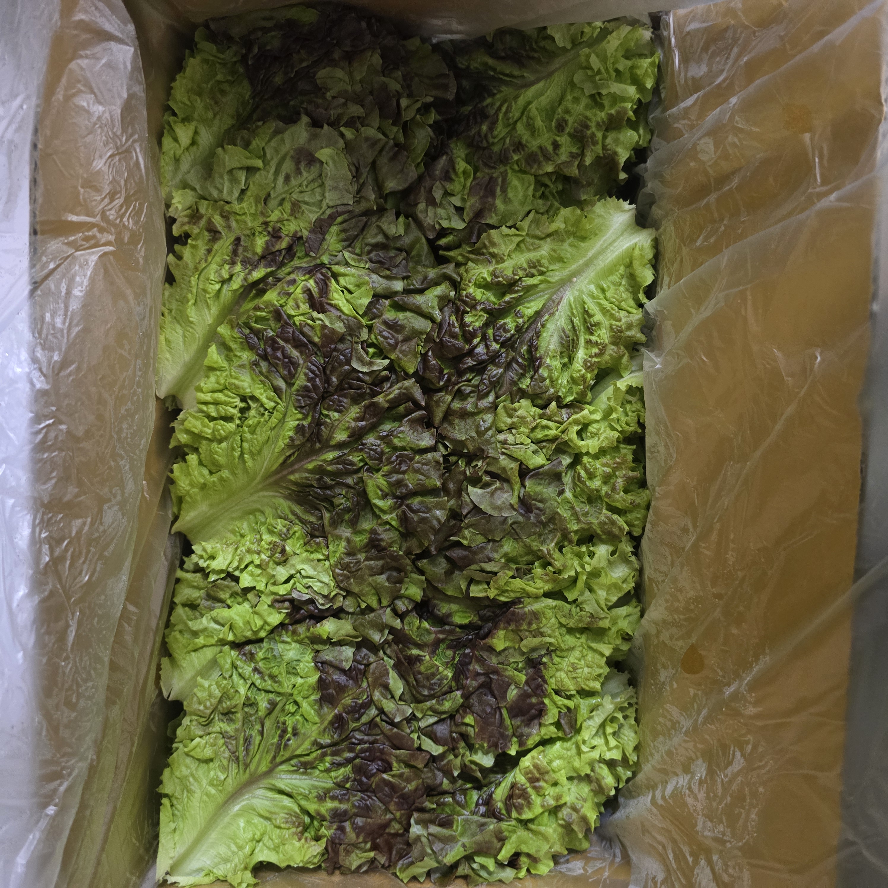 꽃상추/운봉 (2kg) 저렴