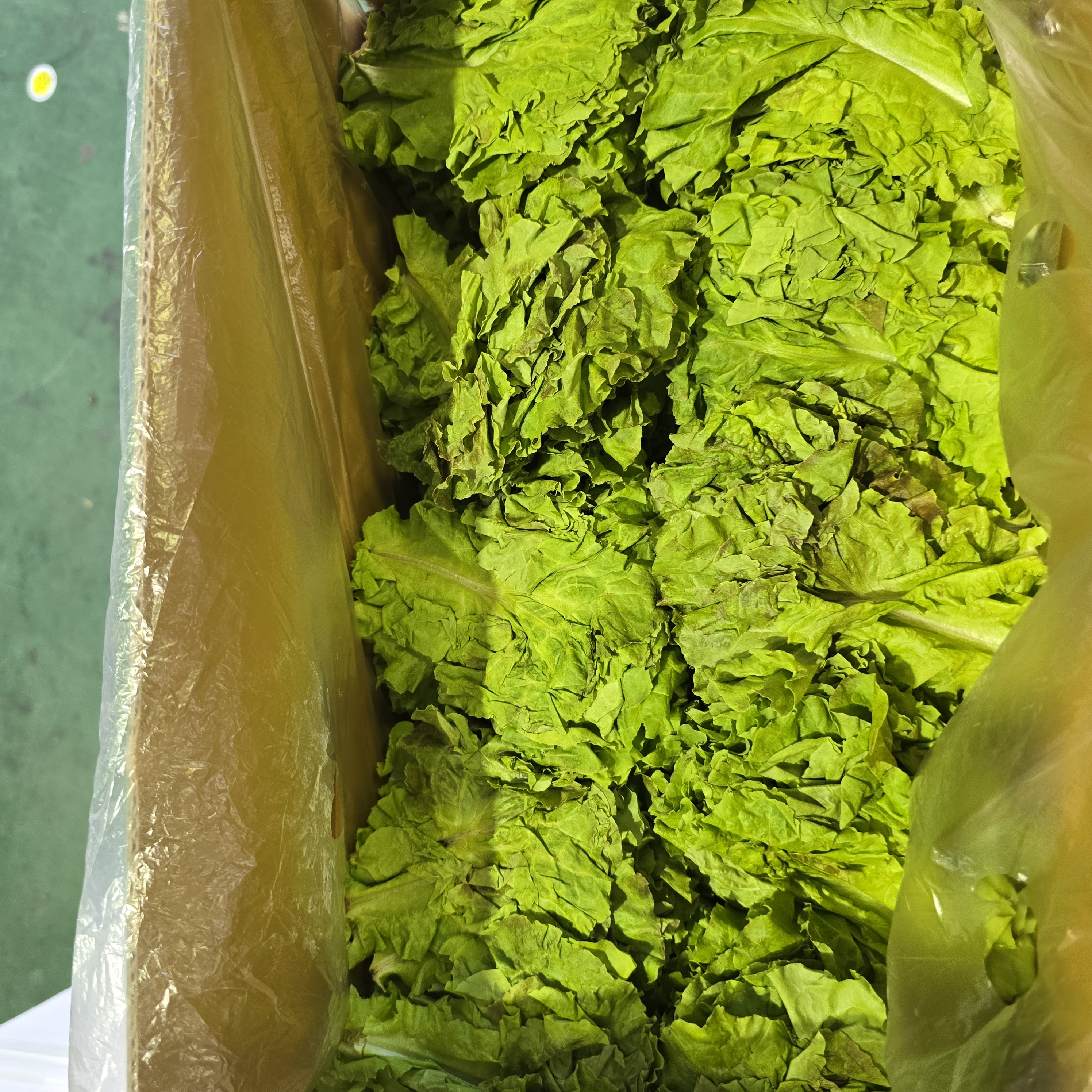 꽃상추/운봉 (2kg) 저래기용