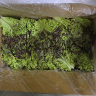 꽃상추/운봉 (2kg) 저렴