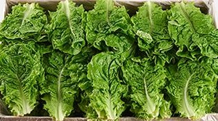 청상추_서울_4kg