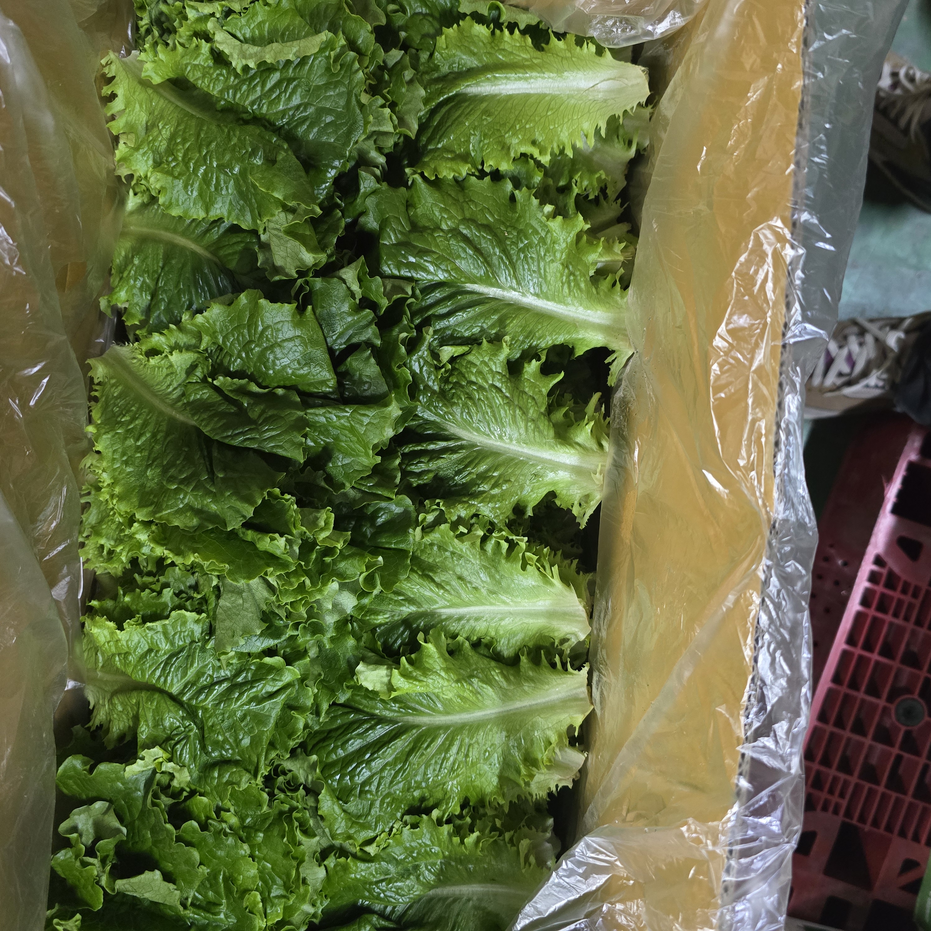 청상추_운봉_2kg
