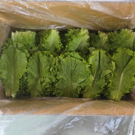청상추_운봉_2kg