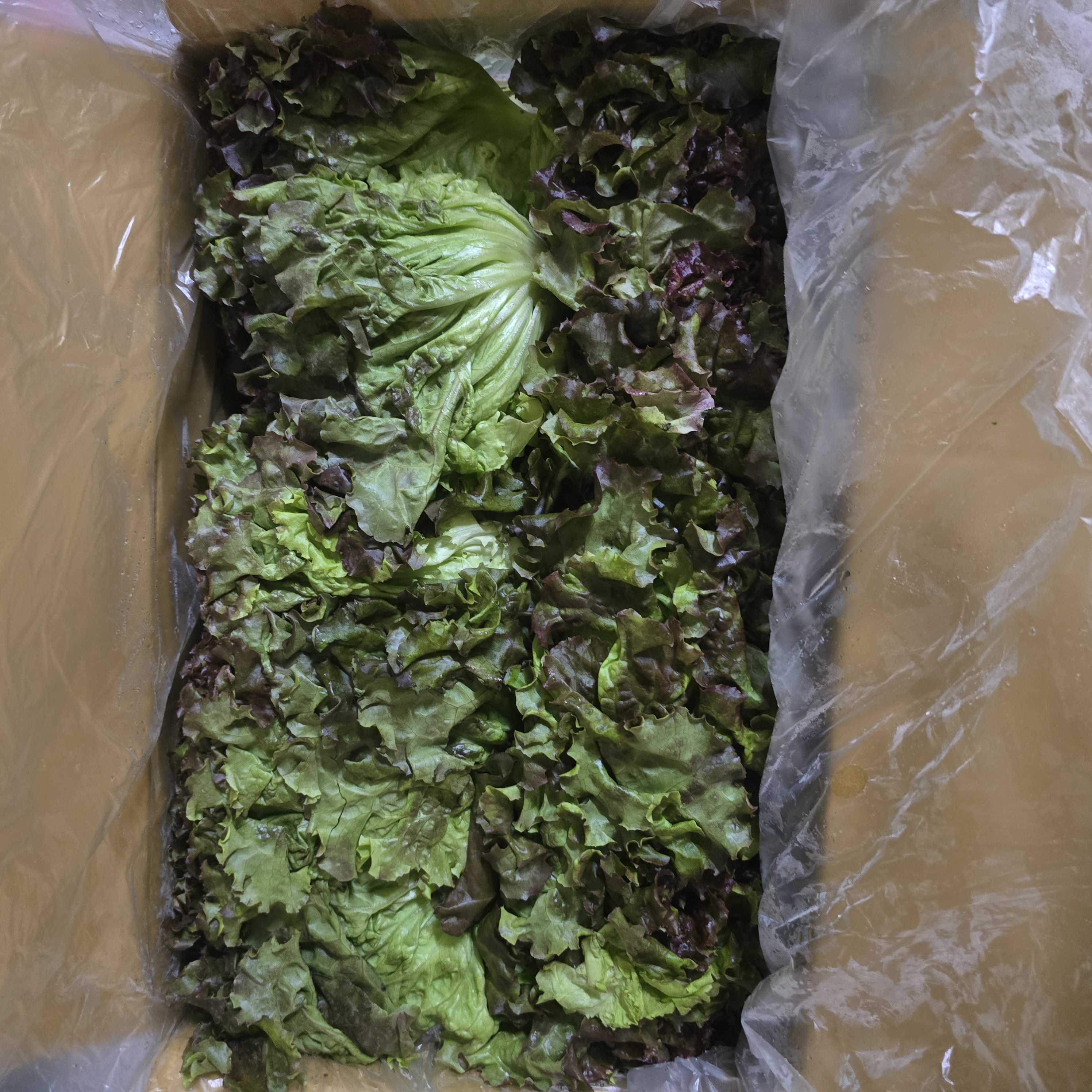 포기상추 (4kg) 서울
