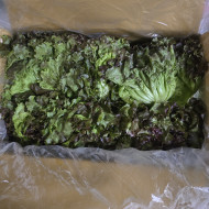 포기상추 (4kg) 서울