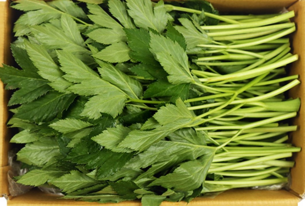 신선초_신쌈_2kg