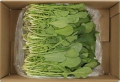 루꼴라